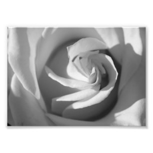 White Rose B&W Blume Foto Print