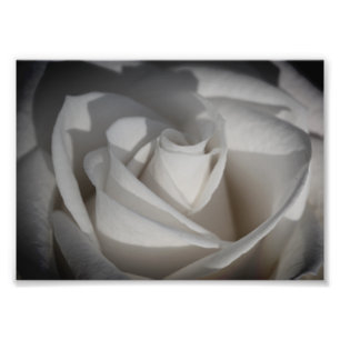 White Rose B&W Blume Foto Print