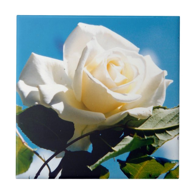 White Rose Beauty Fliese (Vorderseite)