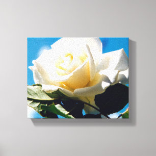 White Rose Beauty Leinwanddruck