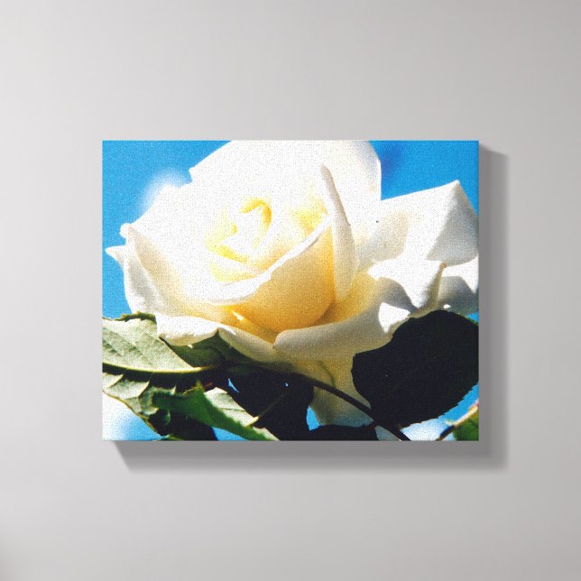 White Rose Beauty Leinwanddruck (Vorderseite)