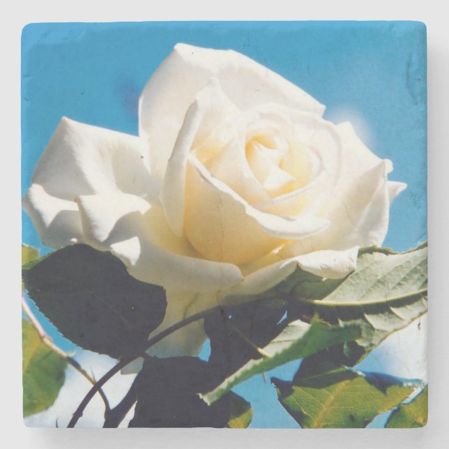 White Rose Beauty Steinuntersetzer (Vorderseite)