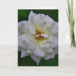 White Rose Bloom Scripte Card John 1:9 Karte