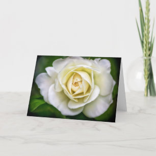White Rose Blume Art Blank Note Card Karte