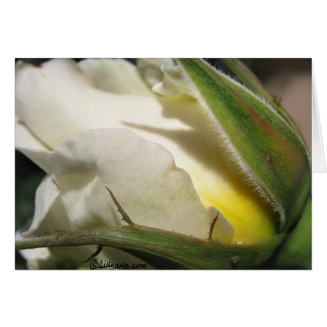 White Rose Bud Card (Vorderseite (Horizontal))