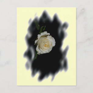 White Rose Burned Edges Postkarte