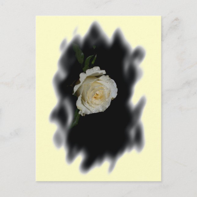 White Rose Burned Edges Postkarte (Vorderseite)