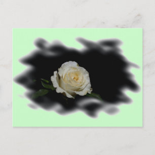 White Rose Burned Edges Postkarte