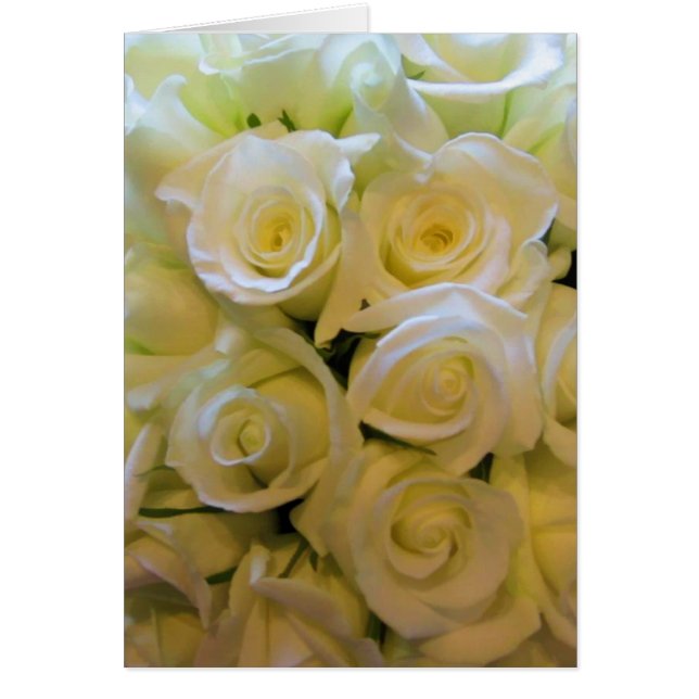 White Rose Dankeschön (Vorne)