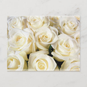 White Rose Elegance Postkarte