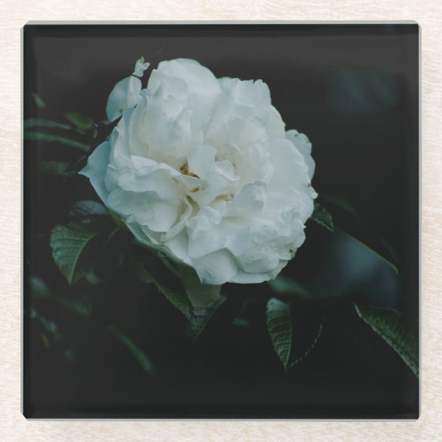 White Rose Glasuntersetzer (Vorderseite)