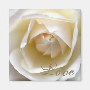 White Rose - Liebe Magnet