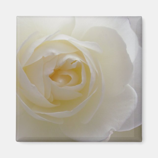 White Rose Magnet Blume gibt Keepake Dekoration (Vorne)