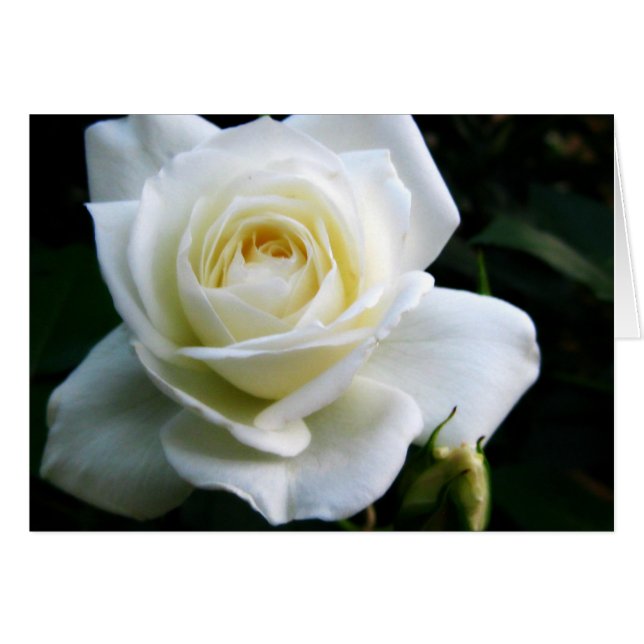 White Rose Note Card (Vorderseite (Horizontal))