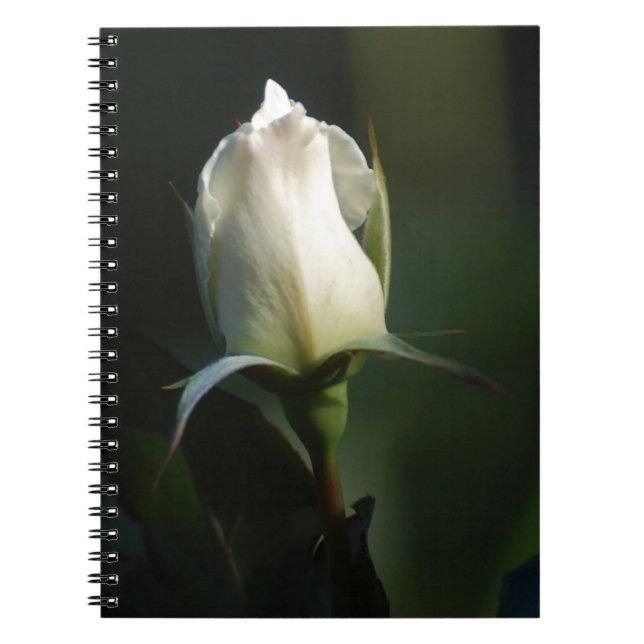 White Rose Notizblock (Vorderseite)