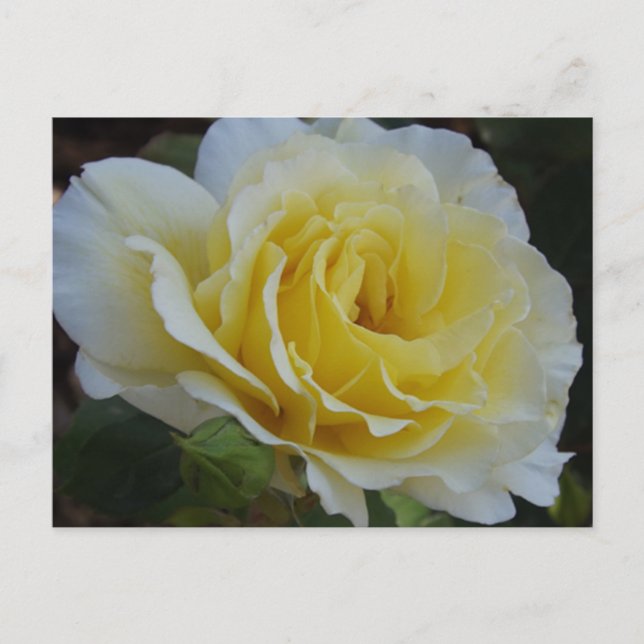 White rose Postcard Postkarte (Vorderseite)