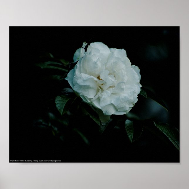 White Rose Poster (Vorne)