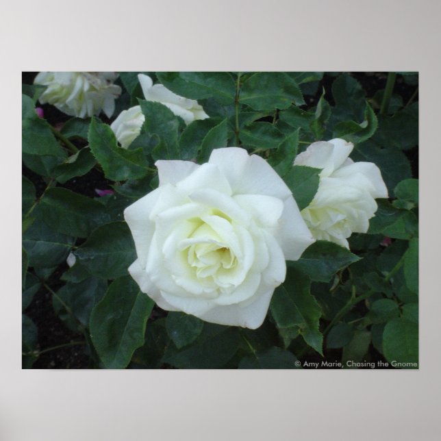 White Rose Poster (Vorne)