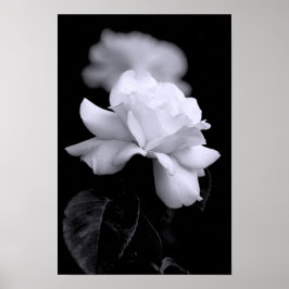 White Rose Poster