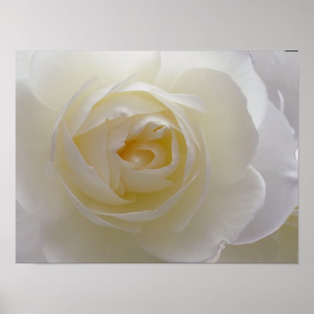 White Rose Poster drucken Schöne Blume Drucken (Vorne)