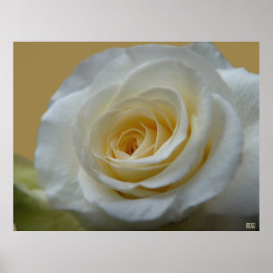 White Rose Poster drucken Schöne Blume Drucken