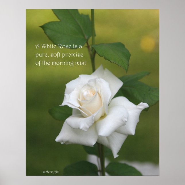 White Rose Poster: ROSE & PROSE 16x20 Poster (Vorne)