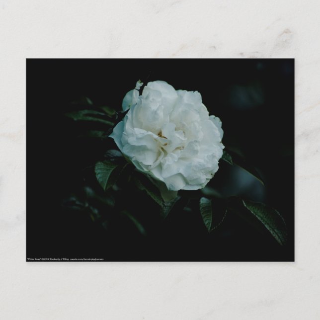 White Rose Postkarte (Vorderseite)