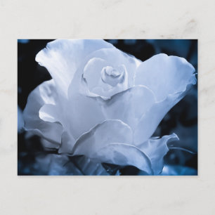 White Rose Postkarte