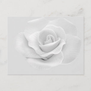 White Rose Postkarte