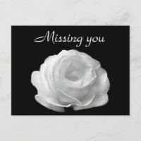White Rose