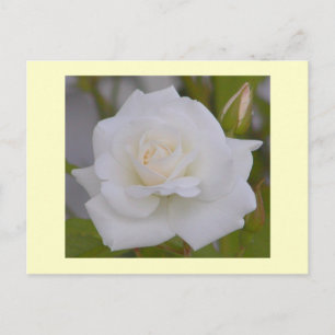 White Rose Postkarte