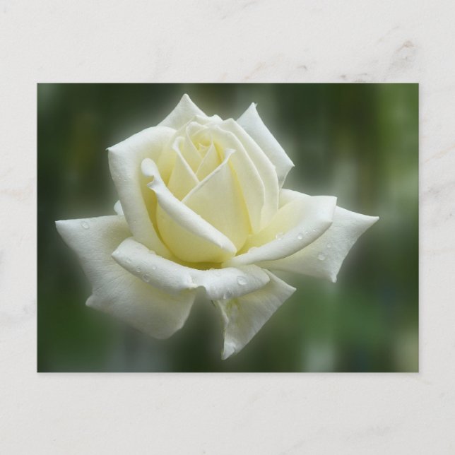 White Rose Postkarte (Vorderseite)