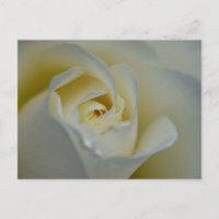 White Rose