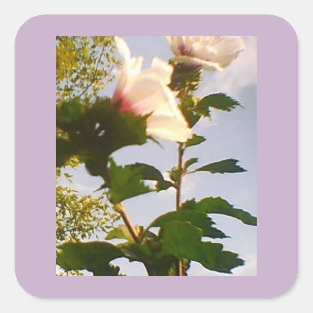 White Rose Quadratischer Aufkleber (Vorderseite)