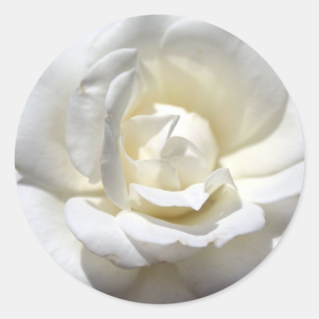 White Rose Runder Aufkleber (Vorderseite)
