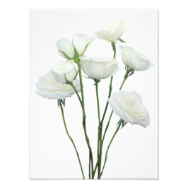 White Roses Fotodruck