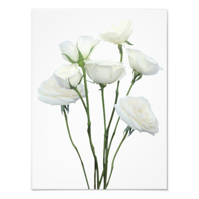 White Roses Fotodruck (Vorne)