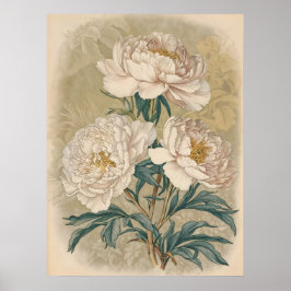 White Roses Peony Vintage botanische Wandkunst Poster