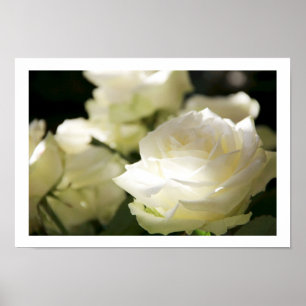 White Roses Poster