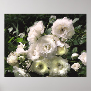 White Roses Poster