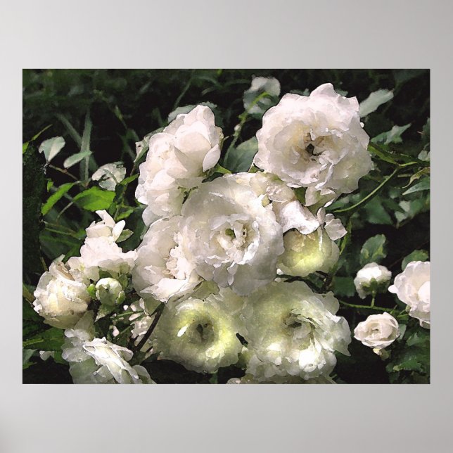 White Roses Poster (Vorne)