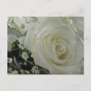 White Roses Postkarte