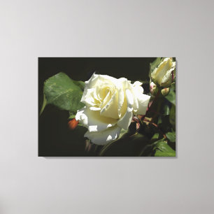 White Roses Wild Blume Foto Print Leinwanddruck