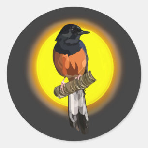 White-Rumped Shama Bird Runder Aufkleber