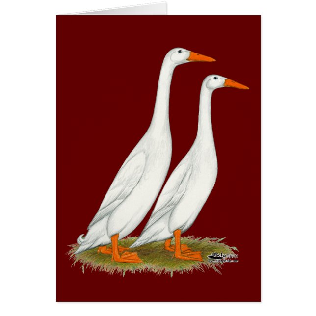 White Runner Ducks (Vorne)