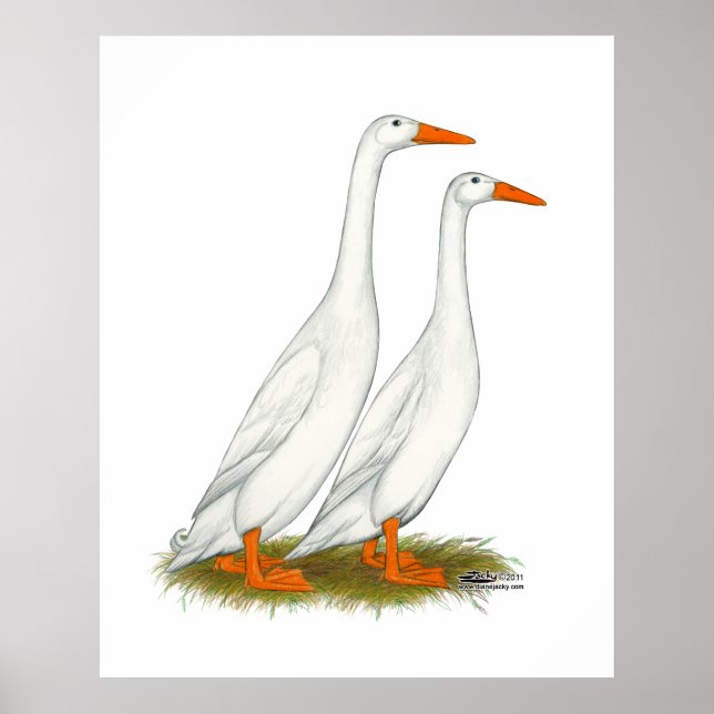 White Runner Ducks Poster (Vorne)