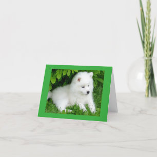 White Samoyed Puppy Blank Note Card Karte
