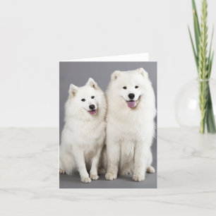 White Samoyed Puppy Dog - Hallo, denken Sie an Sie Karte