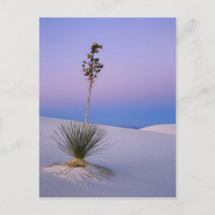WHITE SANDS NATIONAL MONUMENT, NEW MEXICO. POSTKARTE