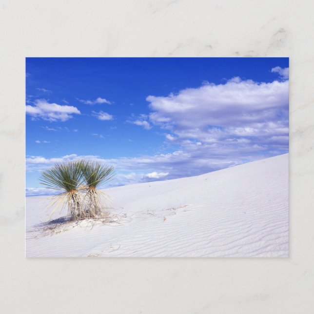 White Sands NM, New Mexico, USA Postkarte (Vorderseite)